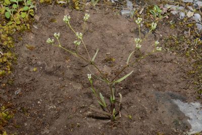 Valeriana dentata, photographed by Brian Finzel