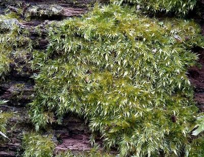 Sematophyllum substrumulosum, photographed by George Greiff