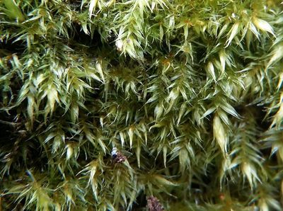 Sematophyllum substrumulosum, photographed by George Greiff