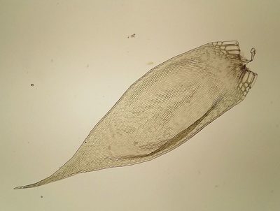 Sematophyllum substrumulosum, photographed by George Greiff