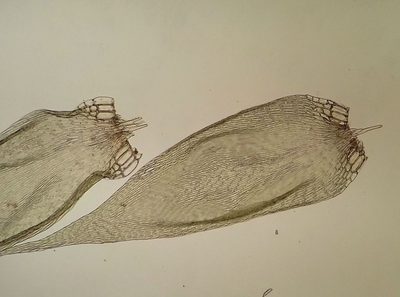 Sematophyllum substrumulosum, photographed by George Greiff