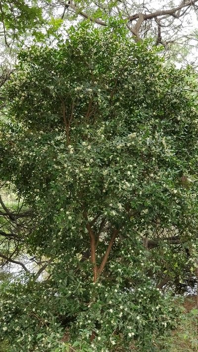 Atalantia monophylla, photographed by Suhel Quader