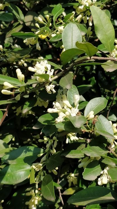 Atalantia monophylla, photographed by Suhel Quader