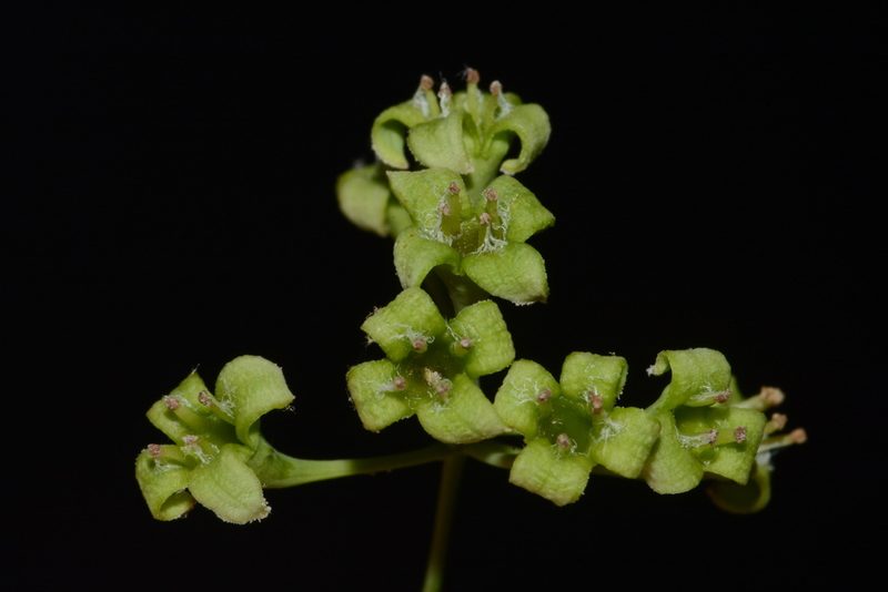 Nestronia umbellula, photographed by Brian Finzel