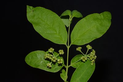Nestronia umbellula, photographed by Brian Finzel