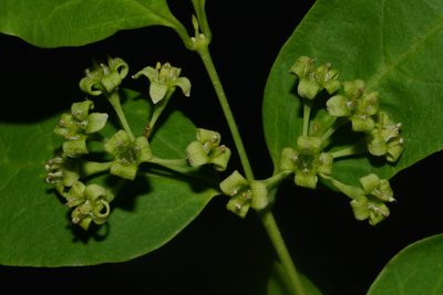 Nestronia umbellula, photographed by Brian Finzel