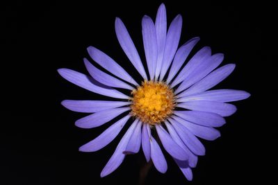 Eurybia spectabilis, photographed by Brian Finzel
