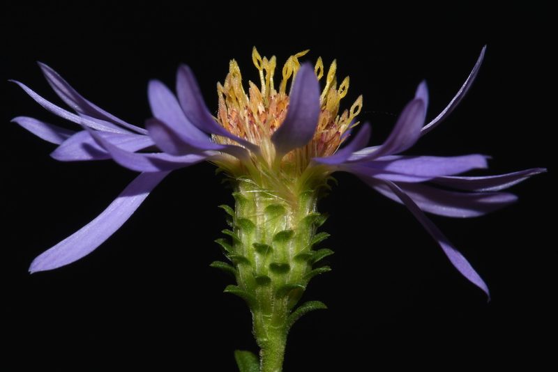 Eurybia surculosa, photographed by Brian Finzel