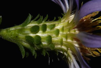 Eurybia surculosa, photographed by Brian Finzel