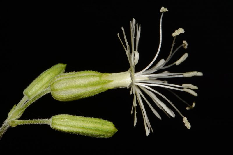 Silene ovata, photographed by Brian Finzel