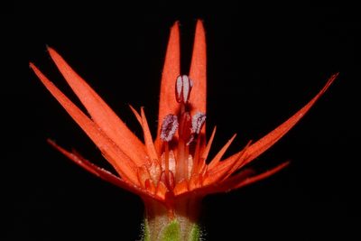 Silene rotundifolia, photographed by Brian Finzel