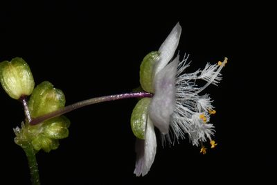 Gibasis pellucida, photographed by Brian Finzel