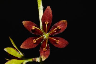 Melanthium woodii, photographed by Brian Finzel
