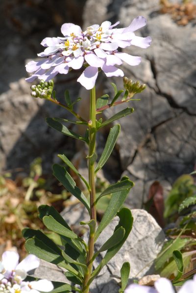 Iberis gibraltarica, photographed by Yan Wong
