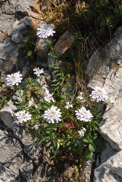 Iberis gibraltarica, photographed by Yan Wong