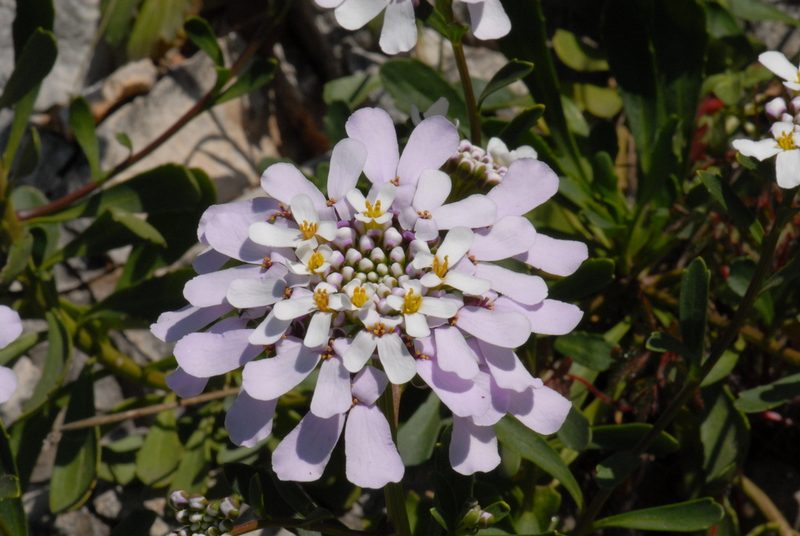Iberis gibraltarica, photographed by Yan Wong