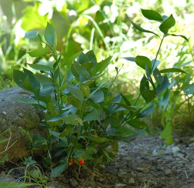 Ruscus hypophyllum, photographed by Yan Wong