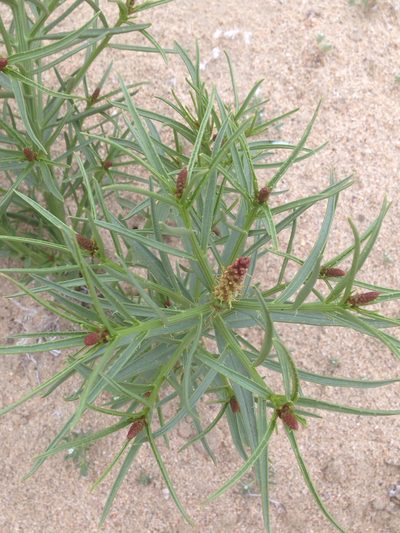 Stillingia paucidentata, photographed by Adam J. Searcy