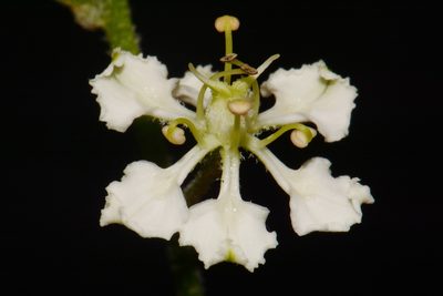 Melanthium hybridum, photographed by Brian Finzel