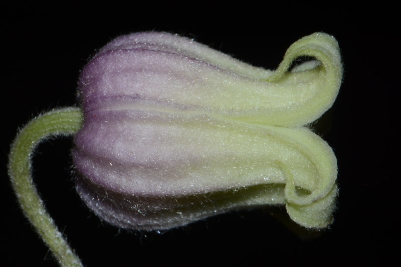 Clematis morefieldii, photographed by Brian Finzel