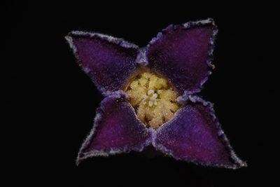 Clematis socialis, photographed by Brian Finzel