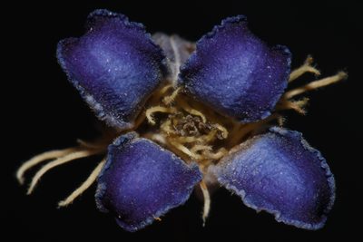 Clematis socialis, photographed by Brian Finzel