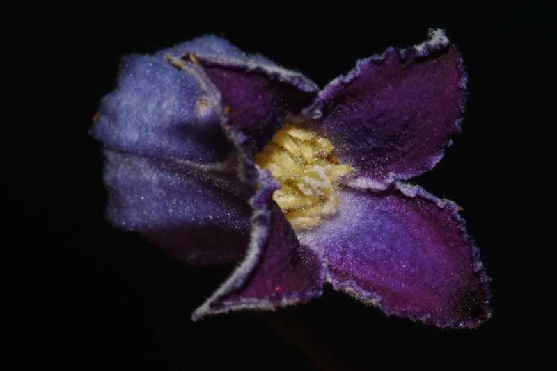 Clematis socialis, photographed by Brian Finzel