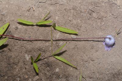 Clematis socialis, photographed by Brian Finzel