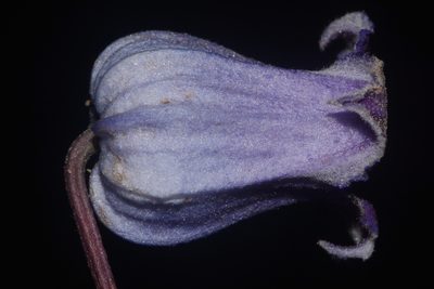 Clematis socialis, photographed by Brian Finzel