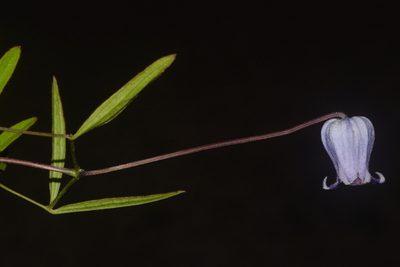 Clematis socialis, photographed by Brian Finzel