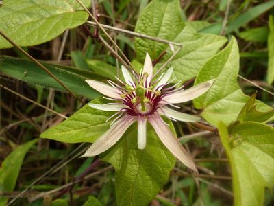 Passiflora cisnana, photographed by Daniel van der Post