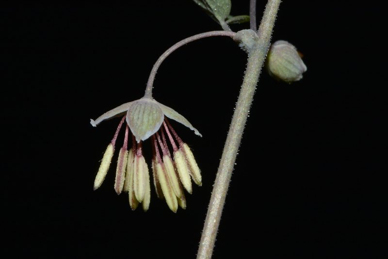 Thalictrum debile, photographed by Brian Finzel