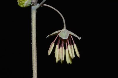 Thalictrum debile, photographed by Brian Finzel