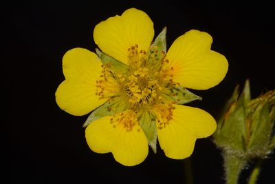 Geum radiatum, photographed by Brian Finzel