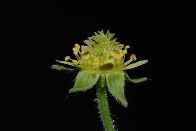 Geum virginianum, photographed by Brian Finzel