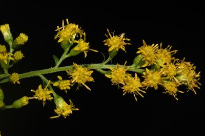 Solidago patula, photographed by Brian Finzel