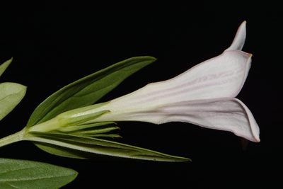 Spigelia alabamensis, photographed by Brian Finzel