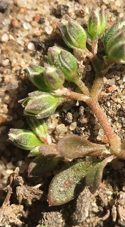 Polycarpon depressum, photographed by Adam J. Searcy