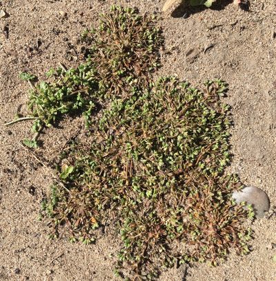 Polycarpon depressum, photographed by Adam J. Searcy