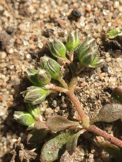 Polycarpon depressum, photographed by Adam J. Searcy
