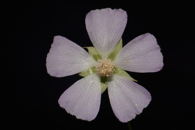 Callirhoe alcaeoides, photographed by Brian Finzel