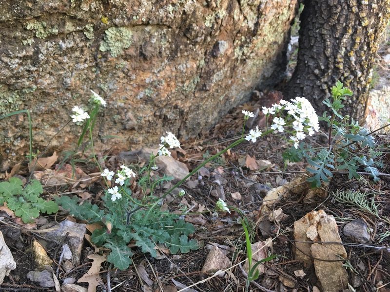 Dryopetalon runcinatum, photographed by Cecelia Alexander