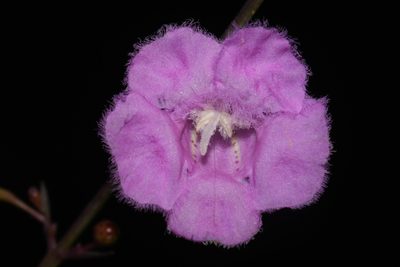 Agalinis oligophylla