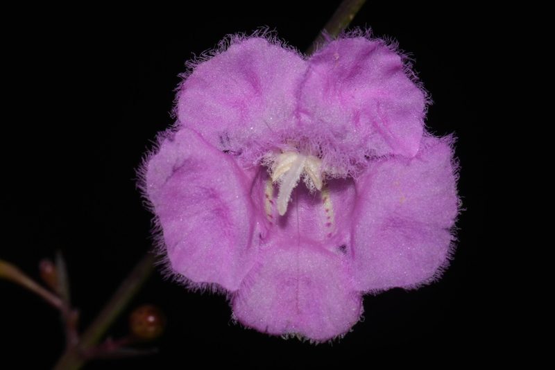 Agalinis oligophylla, photographed by Brian Finzel