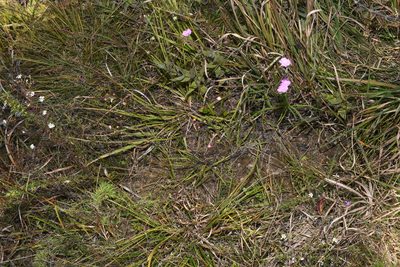 Agalinis oligophylla, photographed by Brian Finzel