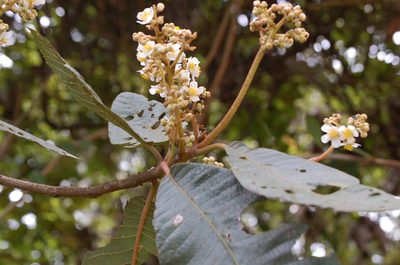 Saurauia madrensis, photographed by Neptalí Ramírez Marcial