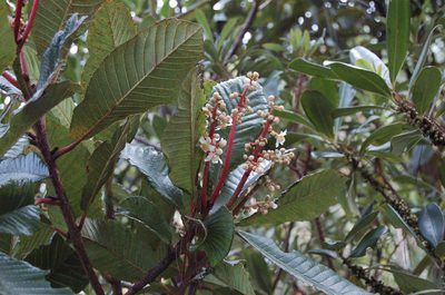 Saurauia madrensis, photographed by Neptalí Ramírez Marcial