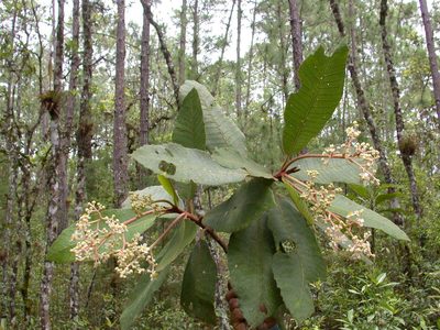 Saurauia madrensis, photographed by Neptalí Ramírez Marcial