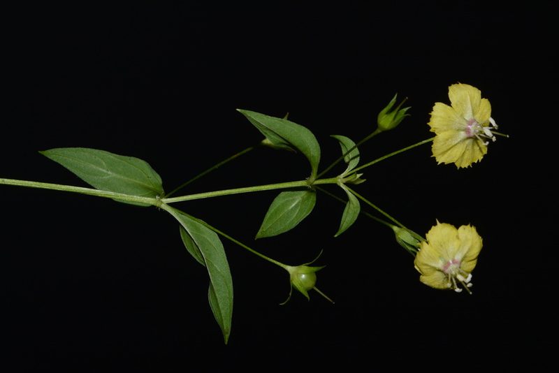 Lysimachia radicans, photographed by Brian Finzel