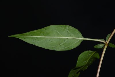 Lysimachia radicans, photographed by Brian Finzel
